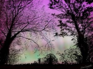 A digital painting of silhouetted trees against a pink and green sky.
